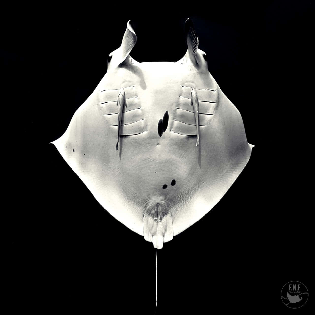 Manta Ray ID programme